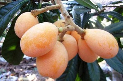 大果枇杷有哪些品种?怎样种植枇杷?(2)